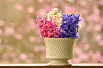 Картинка цветы гиацинты фон ваза