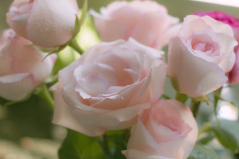 Картинка цветы розы нежность букет бутоны