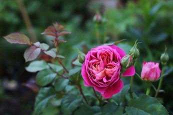 Картинка цветы розы розовый роза бутон