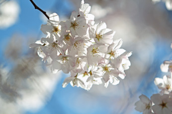 Картинка цветы сакура +вишня весна ветка небо вишня