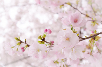 Картинка цветы сакура +вишня весна дерево розовый нежность
