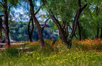 Картинка природа парк цветы деревья