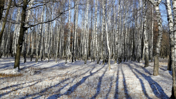 Картинка природа лес берёзы снег