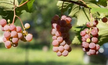 Картинка природа Ягоды +виноград грозди