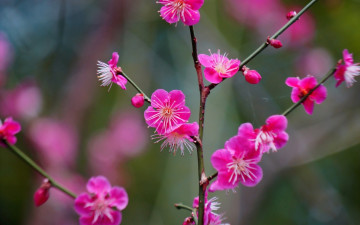 Картинка цветы цветущие+деревья+ +кустарники цветение цветки ветка абрикос японский