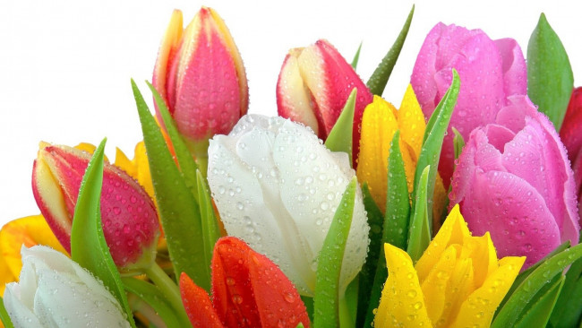Обои картинки фото цветы, тюльпаны, капли, разноцветные