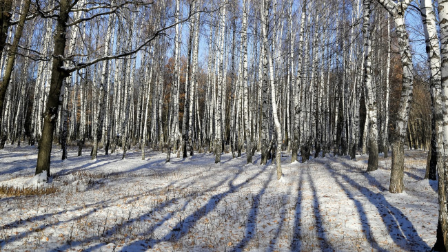Обои картинки фото природа, лес, берёзы, снег