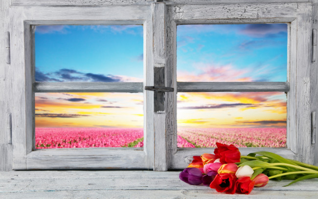 Обои картинки фото цветы, тюльпаны, весна, окно