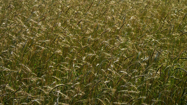 Обои картинки фото природа, поля, пшеница, урожай, колосья