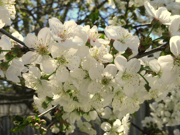 Обои картинки фото цветы, сакура,  вишня, весна, 2018, апрель