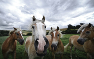 Картинка животные лошади табун луг пастбище