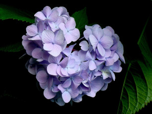 Картинка гортензия цветы