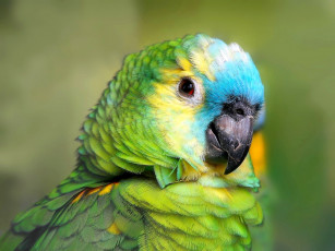 Картинка животные попугаи зеленый клюв