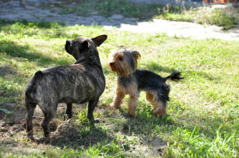 Картинка животные собаки терьер трава бульдог