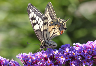 Картинка животные бабочки цветы крылья