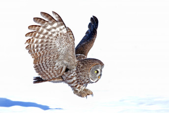 Картинка животные совы неясыть снег посадка
