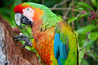 Картинка животные попугаи птица гавайи