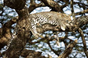 Картинка животные леопарды дерево отдых