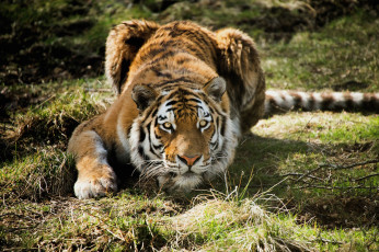 Картинка животные тигры хищник настороженность