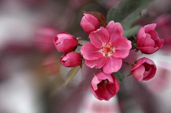 Картинка цветы цветущие деревья кустарники бутоны макро весна яблоня