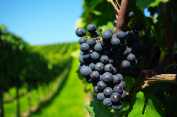 Картинка природа Ягоды виноград гроздь синий