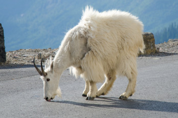 Картинка животные козы фауна горный козёл