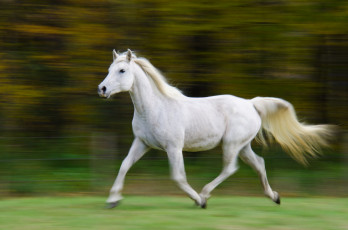 Картинка животные лошади бег