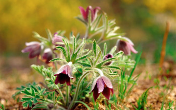 Картинка цветы анемоны адонисы сон-трава кустик
