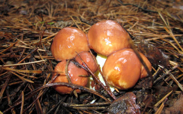 Картинка природа грибы маслята