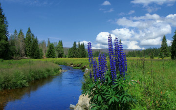 Картинка природа реки озера синий люпин деревья река