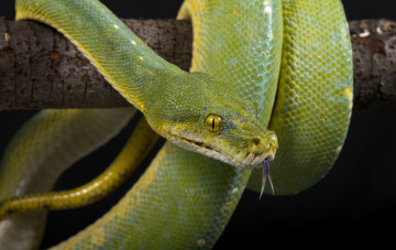 Картинка животные змеи питоны кобры язык зеленый