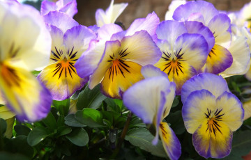 Картинка цветы анютины глазки садовые фиалки сиреневый