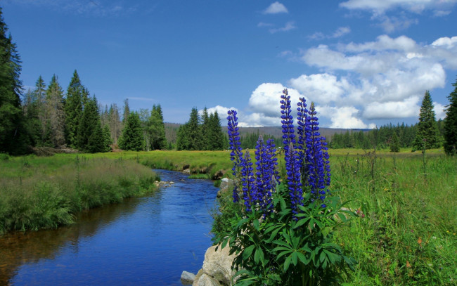 Обои картинки фото природа, реки, озера, синий, люпин, деревья, река