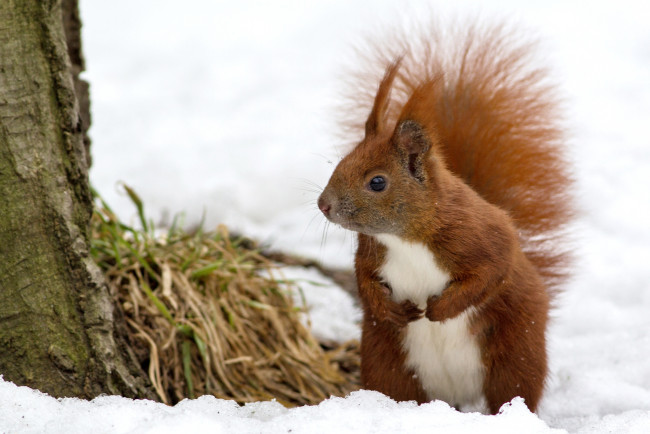 Обои картинки фото животные, белки, рыжая, хвост, снег