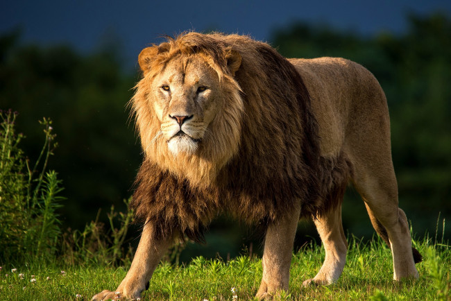 Обои картинки фото животные, львы, грива, лев, взгляд, хищник, луг, трава