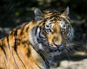 Картинка животные тигры тень морда кошка