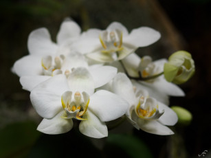 Картинка цветы орхидеи макро лепестки белый
