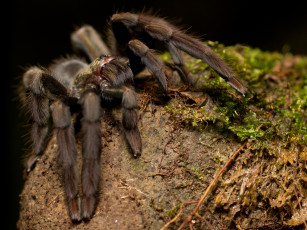 Картинка животные пауки мохнатая