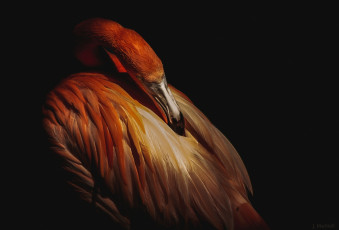 Картинка животные фламинго клюв перья птица