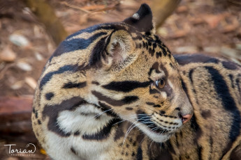 Картинка дымчатый+леопард животные леопарды морда кошка