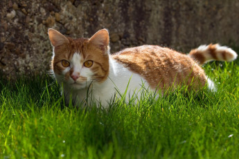 Картинка животные коты grass cat animal трава кошка