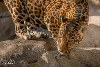 Картинка животные Ягуары камни кошка морда