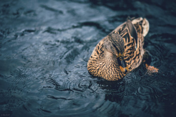 Картинка животные утки вода птица рябь