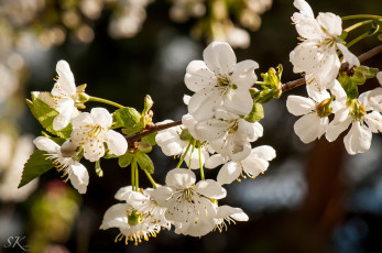 Картинка цветы сакура +вишня весна белые ветка