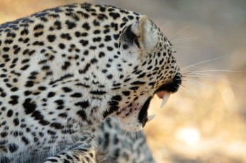 Картинка животные леопарды мех пятна клыки пасть оскал кошка