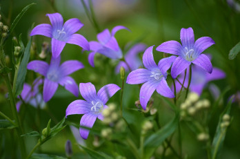 Картинка цветы колокольчики фиолетовый
