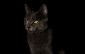 Картинка животные коты cat черный фон кошка black