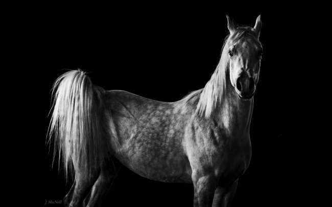Обои картинки фото животные, лошади, черно-белое, хвост, грива, конь, серый