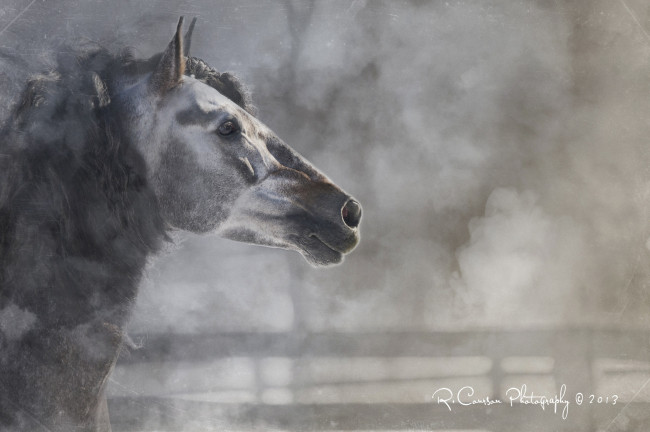 Обои картинки фото животные, лошади, зима, профиль, морда, конь