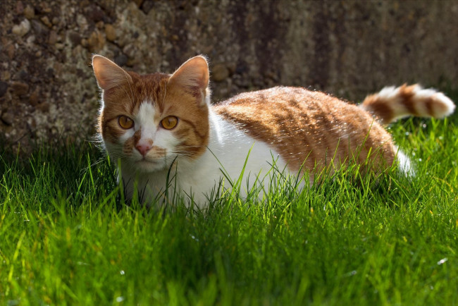 Обои картинки фото животные, коты, grass, cat, animal, трава, кошка